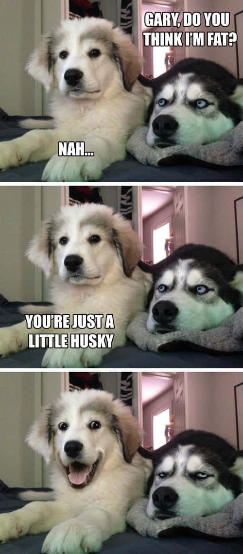 You can't always get what you want, but if you try sometimes, you might find you get what you need., two huskies, meme panel, SD Phone Wallpaper