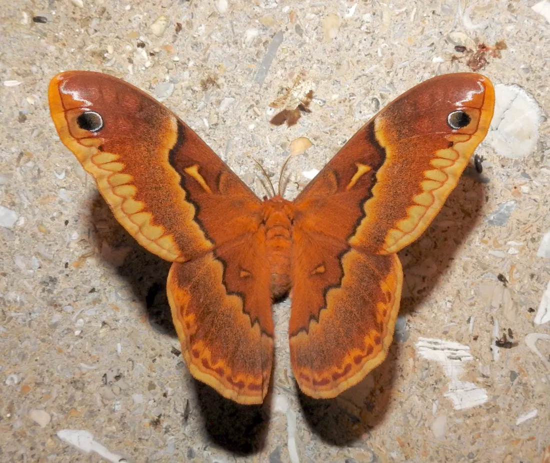 Io Moth