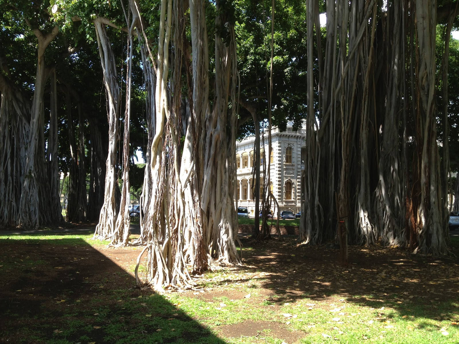 Iolani Palace, banyan trees, cascading roots, HD Desktop Wallpaper