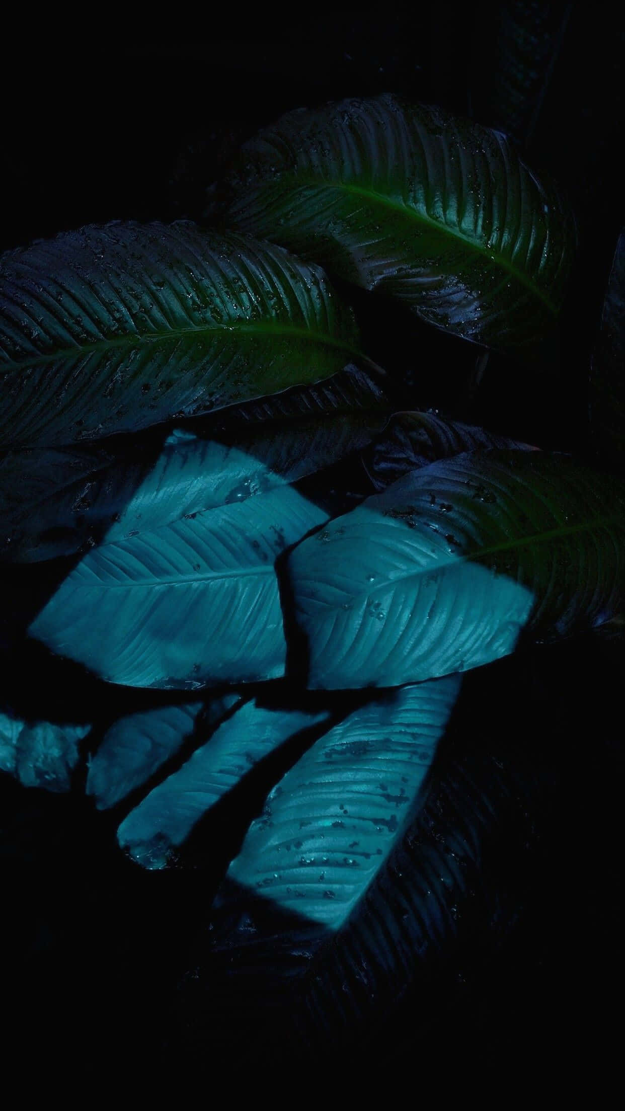 iOS 1, glossy tropical leaves, electric blue, Full HD Phone Wallpaper