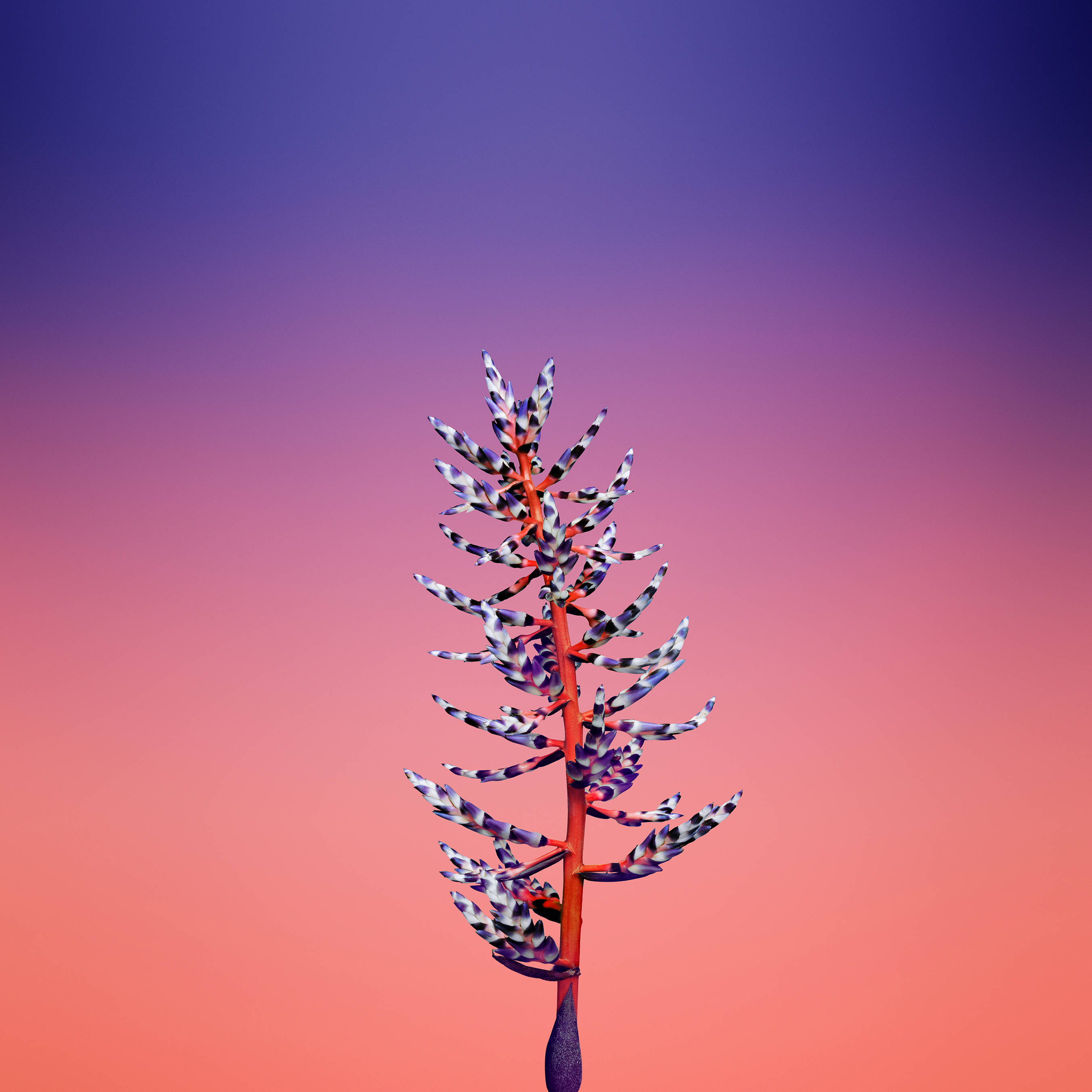 Aechmea Flower, iOS 11, violet pink, 2K Desktop Wallpaper