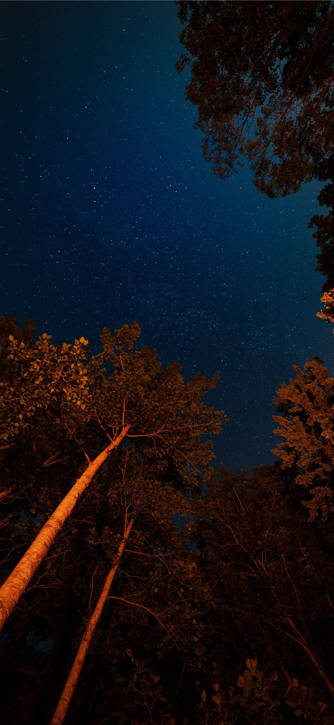 trees, night sky, starry night sky, Full HD Phone Wallpaper