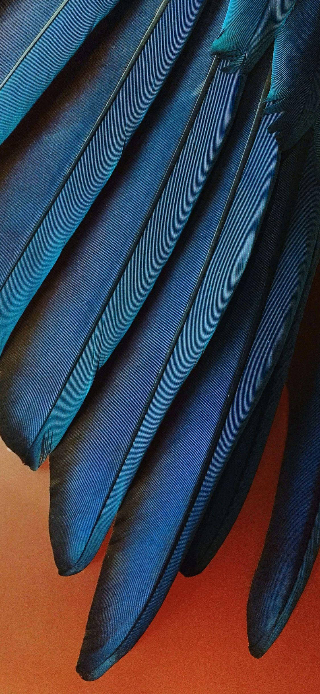dark blue feathers, iridescent blue feathers, fine barbs, Full HD Phone Wallpaper