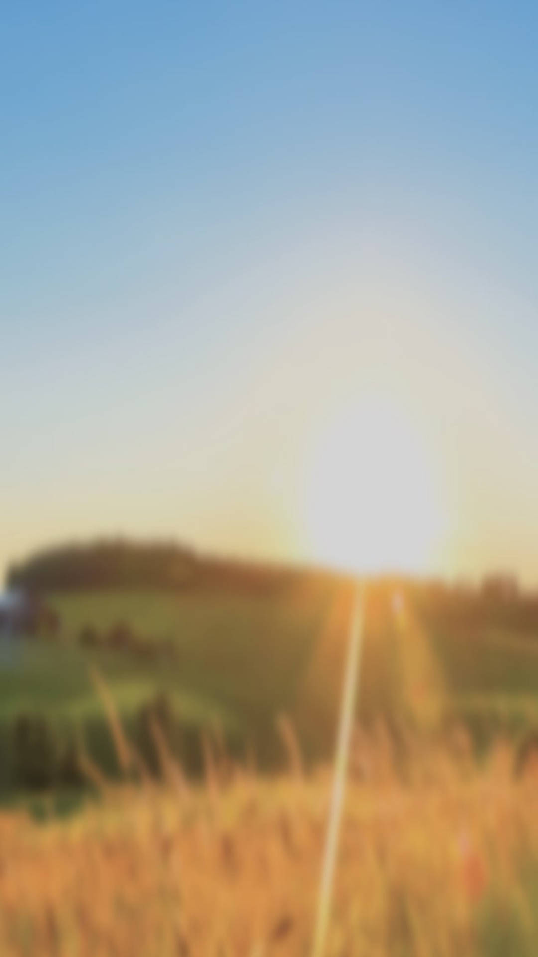 Sunrise, golden light, tall grass, Full HD Phone Wallpaper