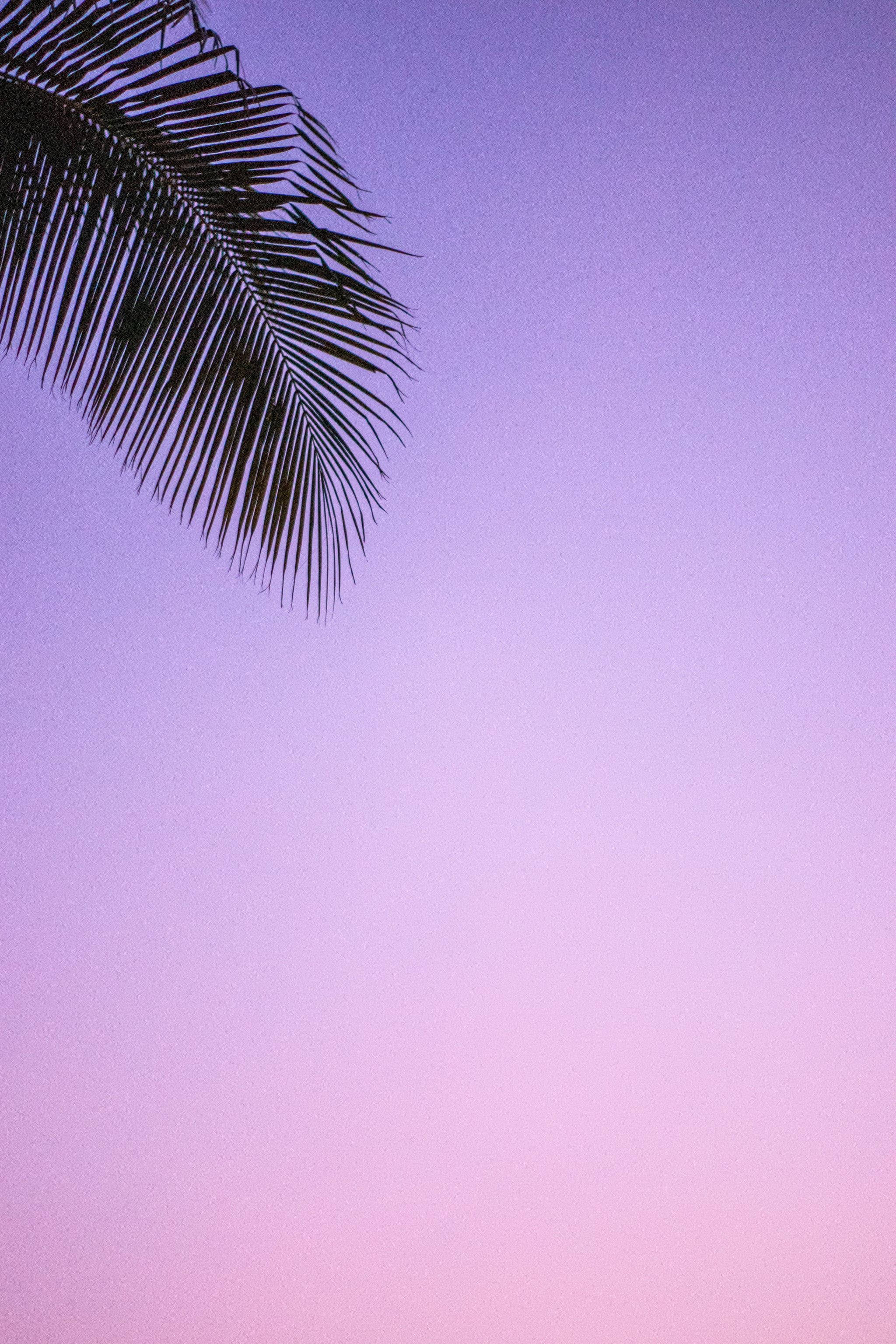 iOS 14, palm frond, purple and pink twilight sky, 2K Phone Wallpaper