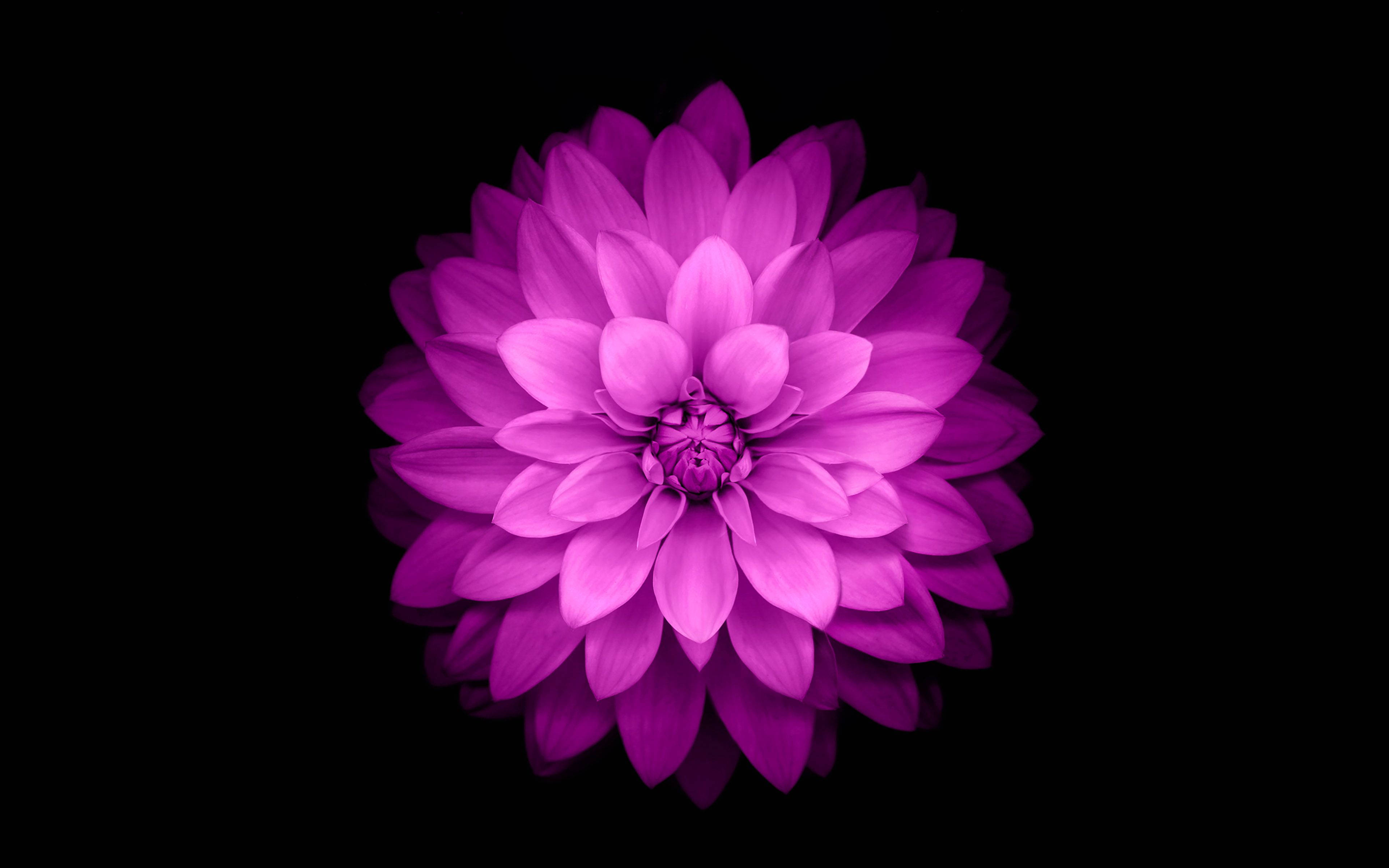 iOS 15, pink flower, magenta dahlia, 4K Desktop Wallpaper