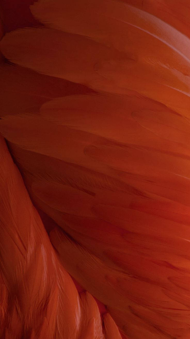 iOS 15, orange, feathers, HD Phone Wallpaper
