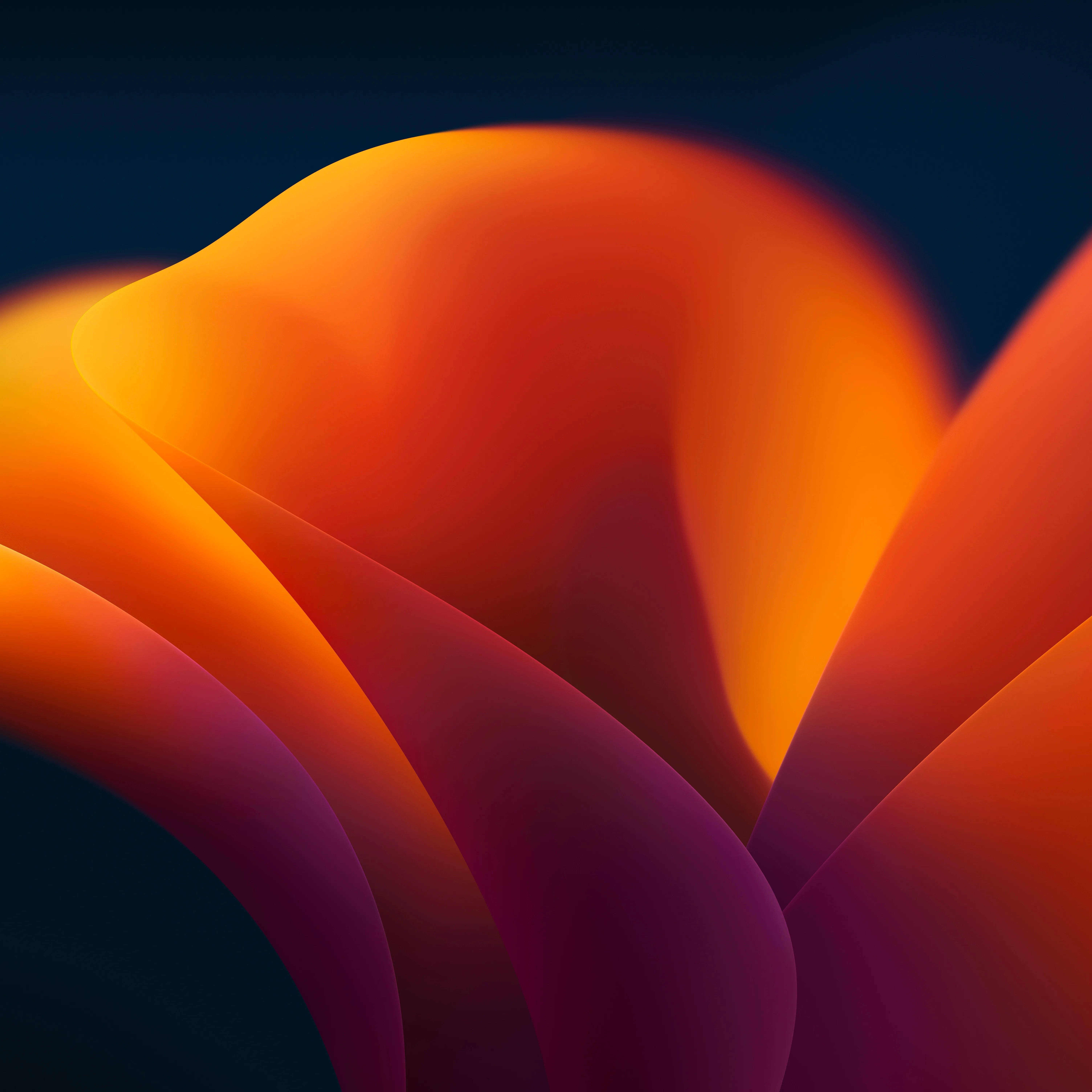 dark orange floral art, iOS 16, vibrant orange, 5K Desktop Wallpaper