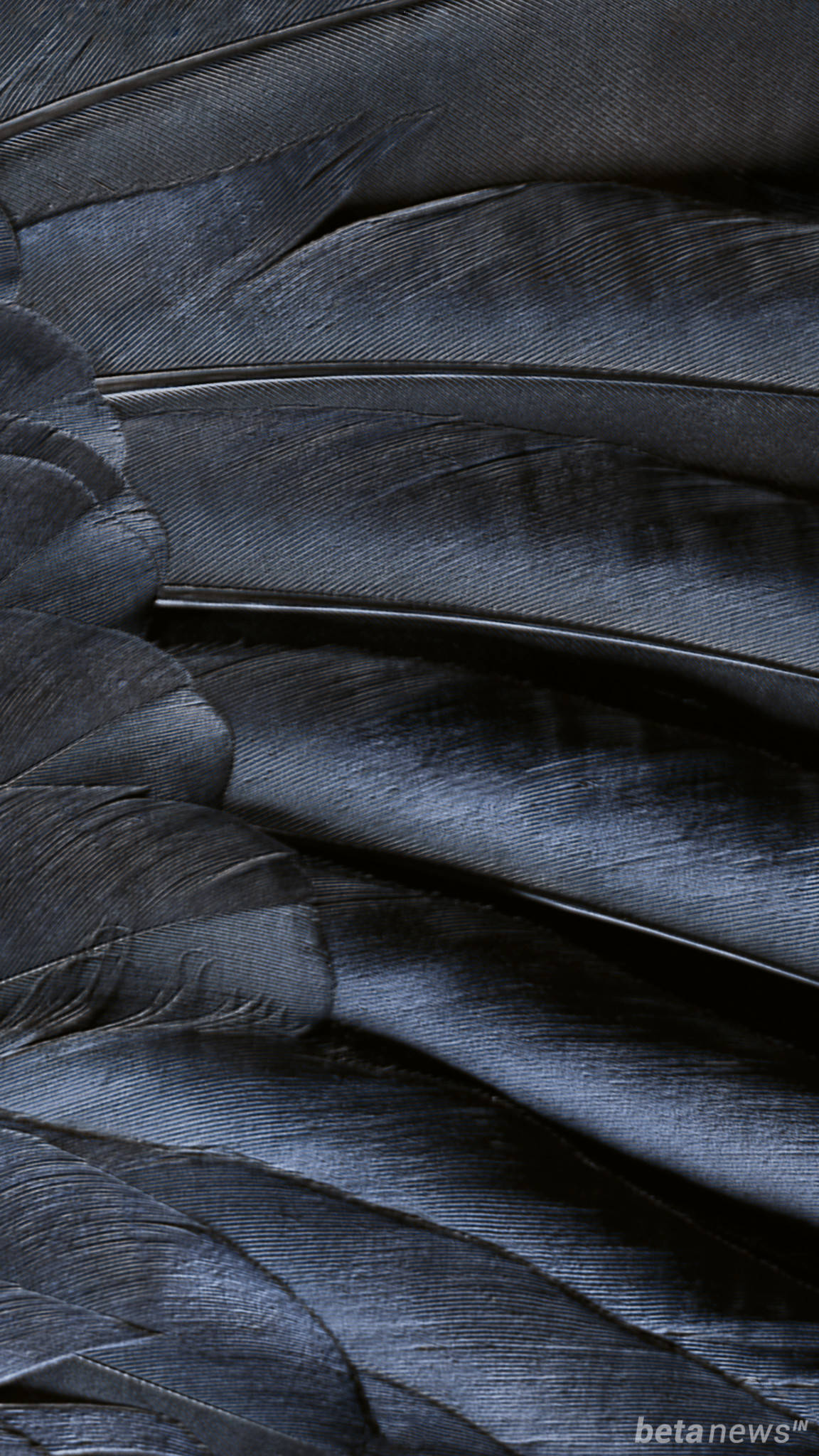 black feather, iOS 16, dark blue-black, Full HD Phone Wallpaper