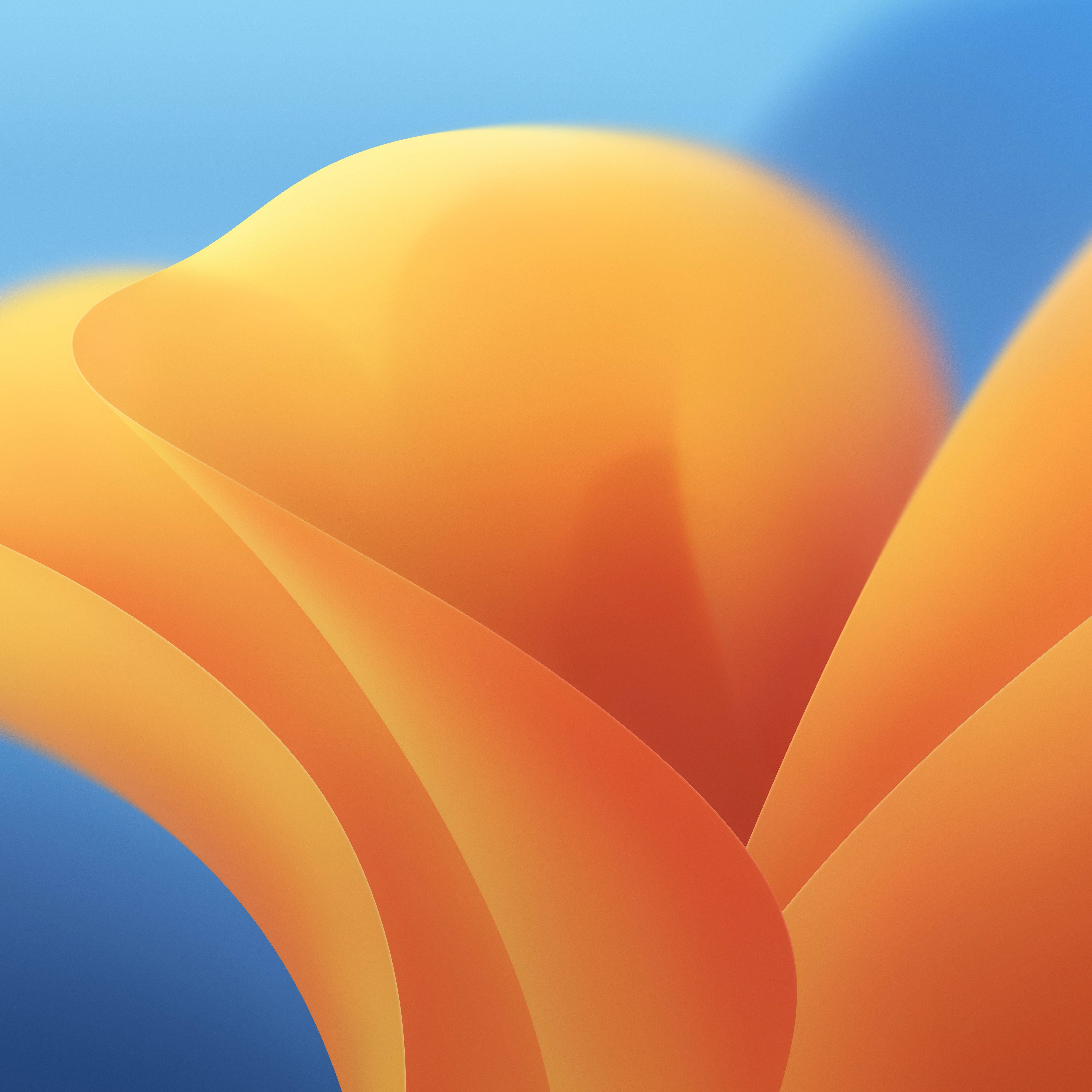 yellow flower, iOS 16, orange, 5K Desktop Wallpaper