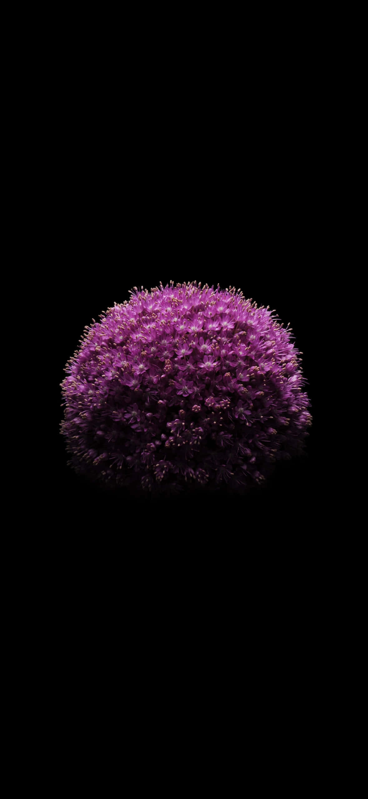 iOS 18, purple flower, allium flower, Full HD Phone Wallpaper