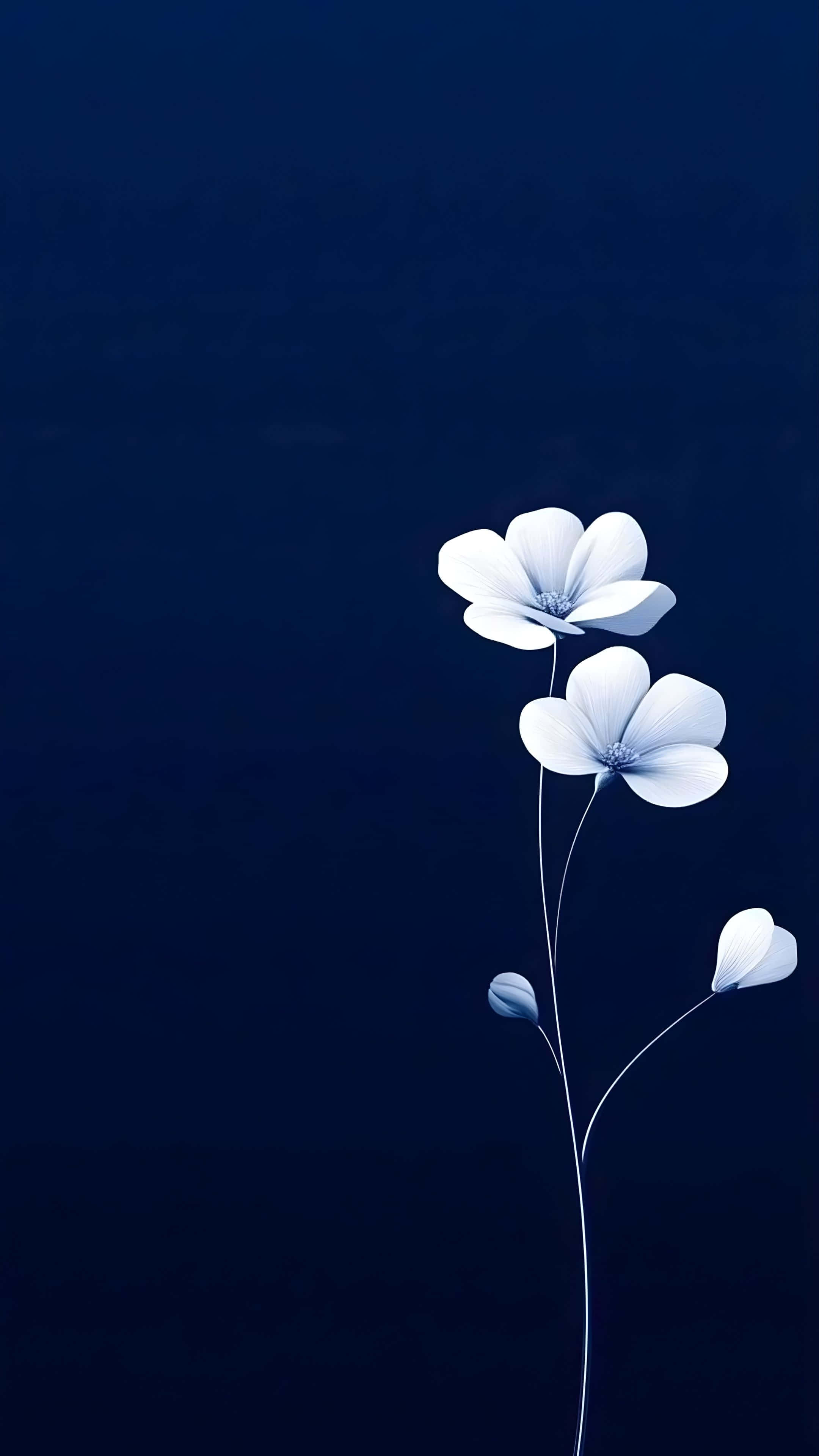 iOS 26, minimalist flower, white flowers, 4K Phone Wallpaper