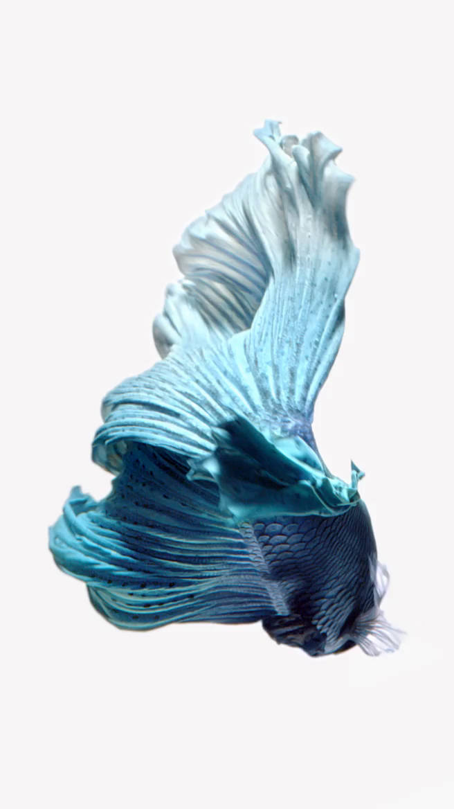 blue betta fish, iOS 6, flowing fins, SD Phone Wallpaper