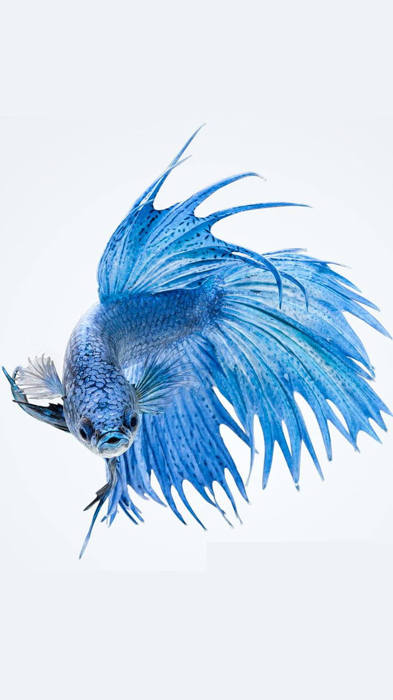 blue siamese fighting fish, betta fish, flowing fins, HD Phone Wallpaper