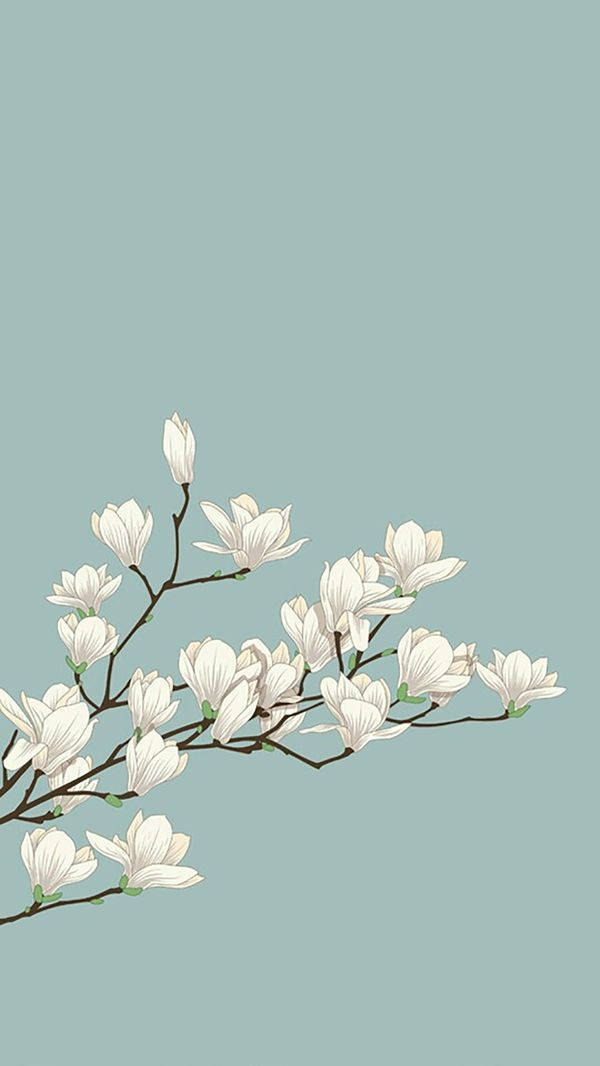 magnolias, iOS 6, white magnolia blossoms, SD Phone Wallpaper