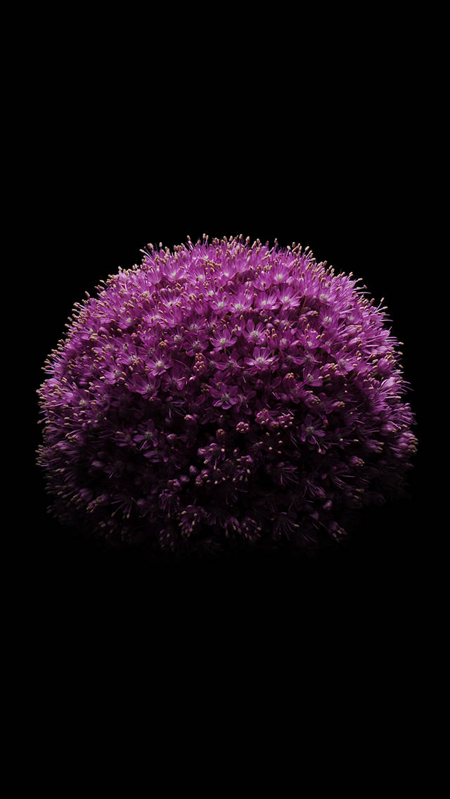 iOS 8, violet flower, purple allium flower head, SD Phone Wallpaper