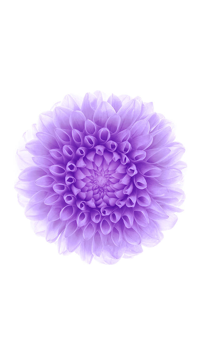 iOS 8, lilac flower, lavender dahlia, SD Phone Wallpaper
