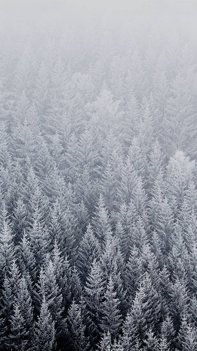 iOS 8, winter, pine trees, SD Phone Wallpaper