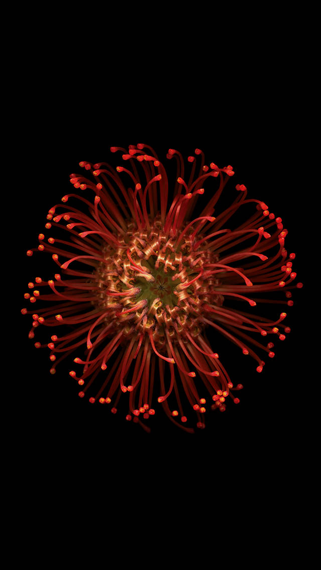 iOS 8, bright red flower, delicate filaments, SD Phone Wallpaper