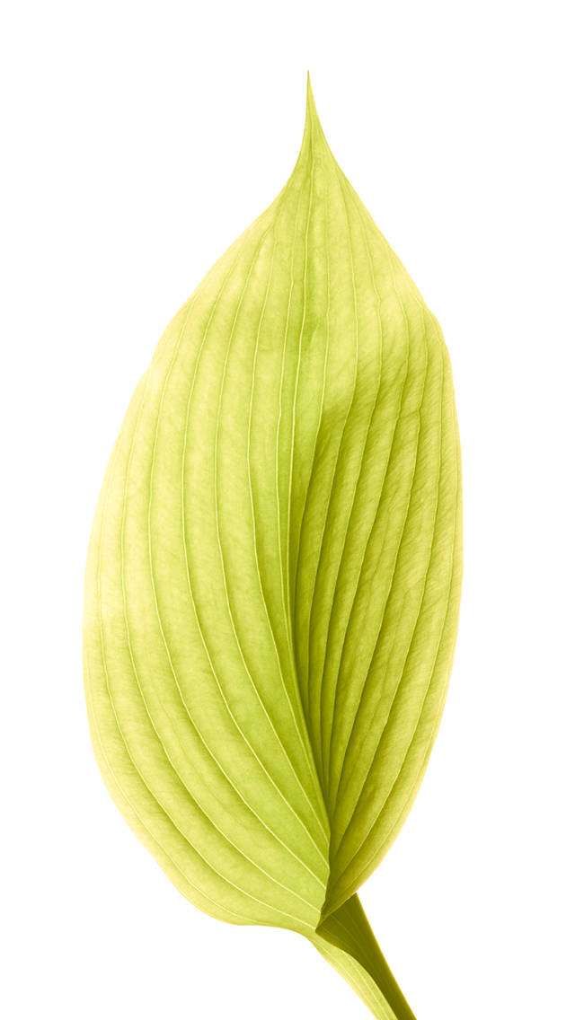 iOS 8, yellow-green leaf, lime green, SD Phone Wallpaper