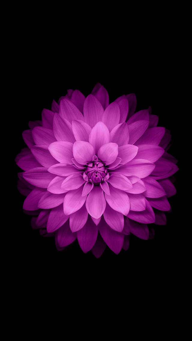 iOS 8, purple dahlia, black background, SD Phone Wallpaper