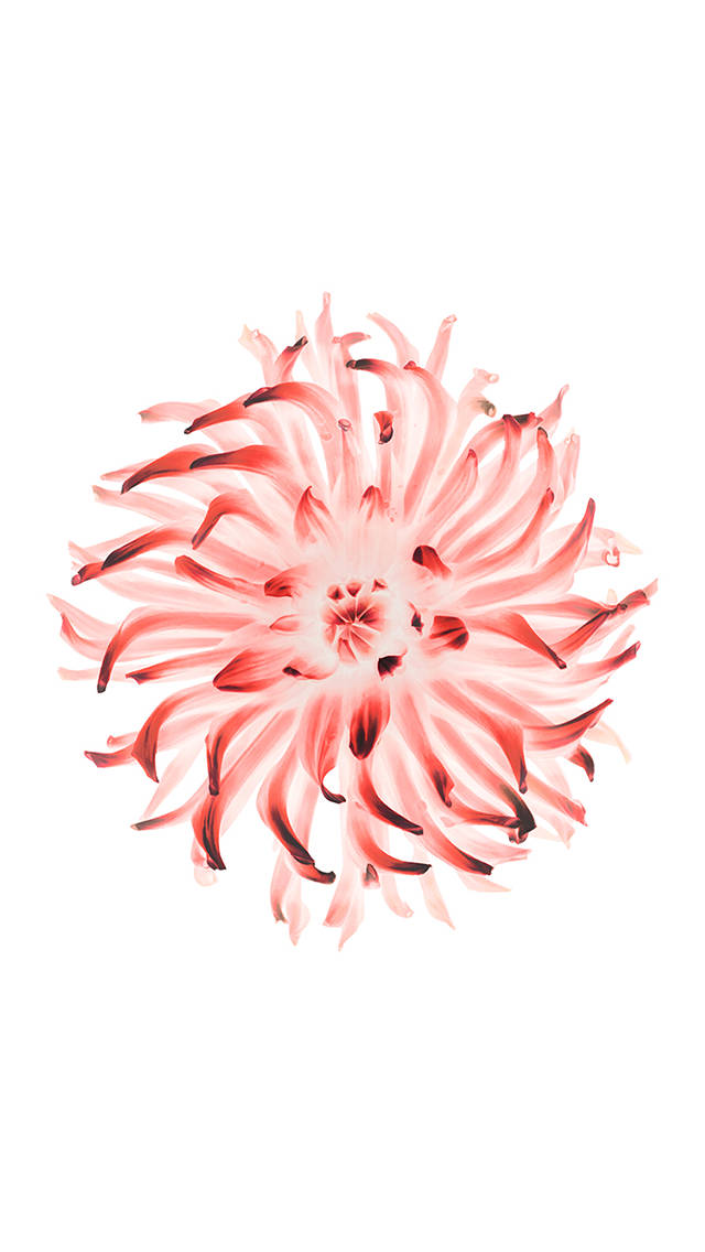 iOS 8, pink, red, SD Phone Wallpaper