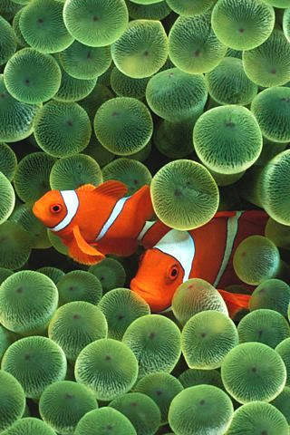 clown fish, orange clownfish, white stripes, SD Phone Wallpaper