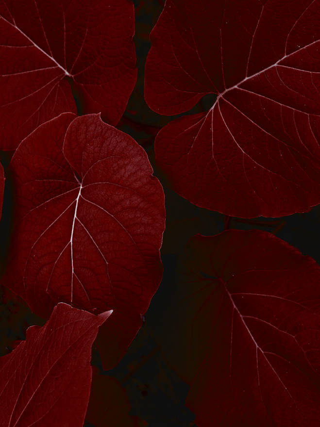 red leaves, deep red, white veins, SD Phone Wallpaper