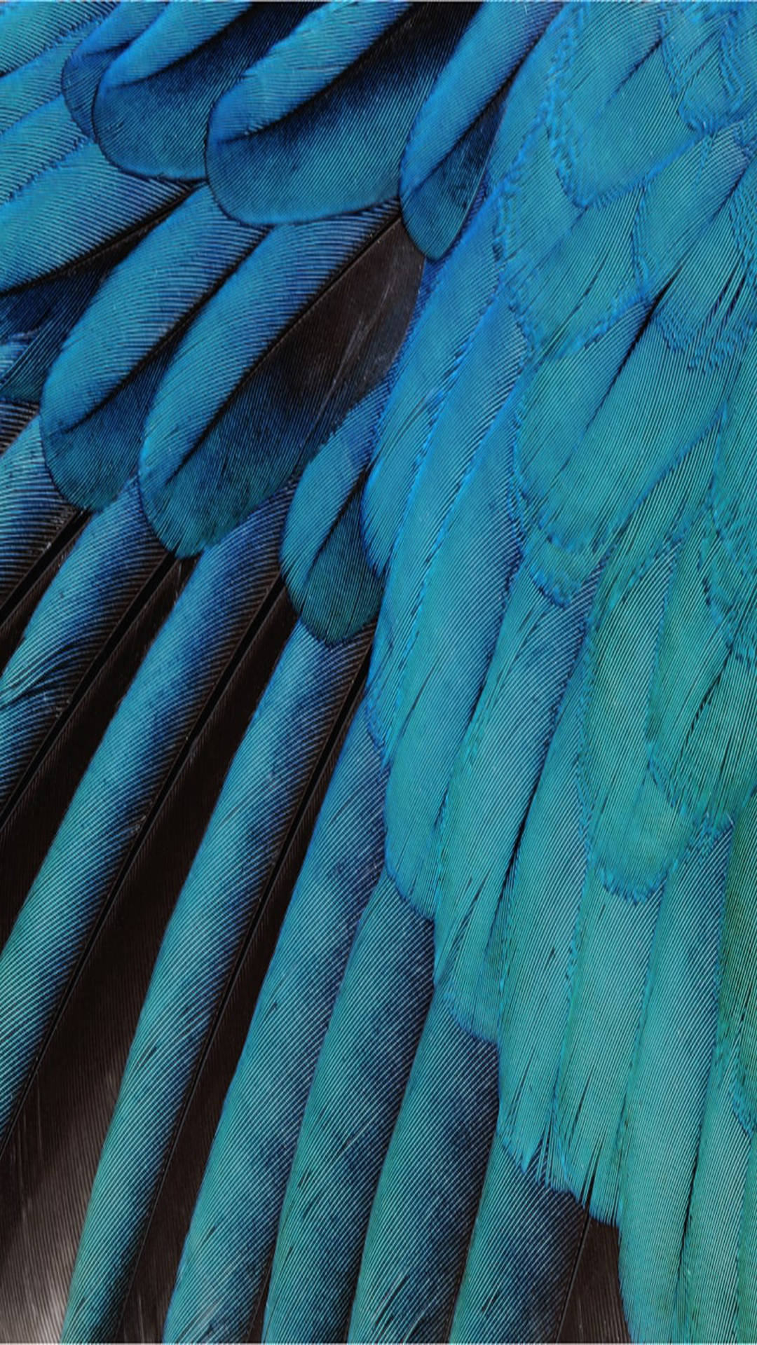blue feather wings, vibrant blue parrot feathers, intricate textures, Full HD Phone Wallpaper