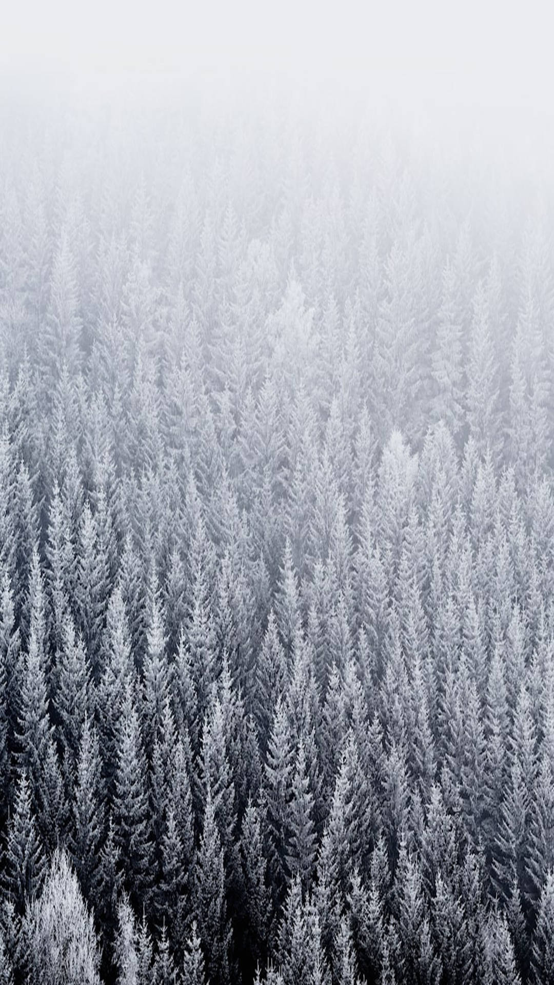 snowy pine trees, aerial view, snow-covered pine trees, Full HD Phone Wallpaper