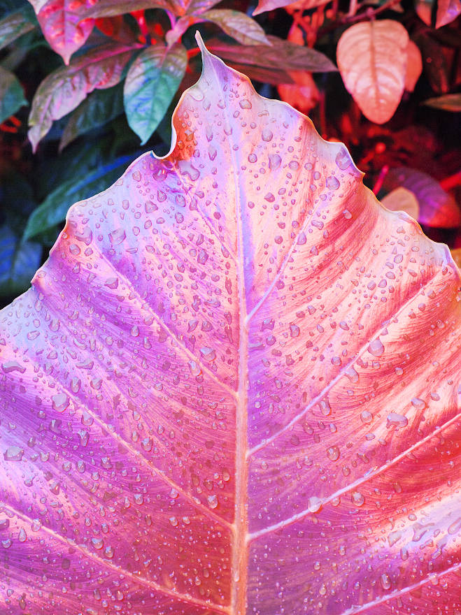 pink leaf, vibrant pink, water droplets, SD Phone Wallpaper