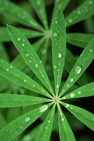lupine leaf, vibrant green, glistening water droplets, SD Phone Wallpaper