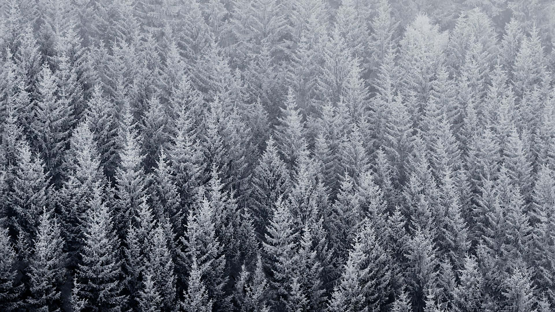 iOS Desktop, Aerial view, frost-covered pine trees, Full HD Desktop Wallpaper