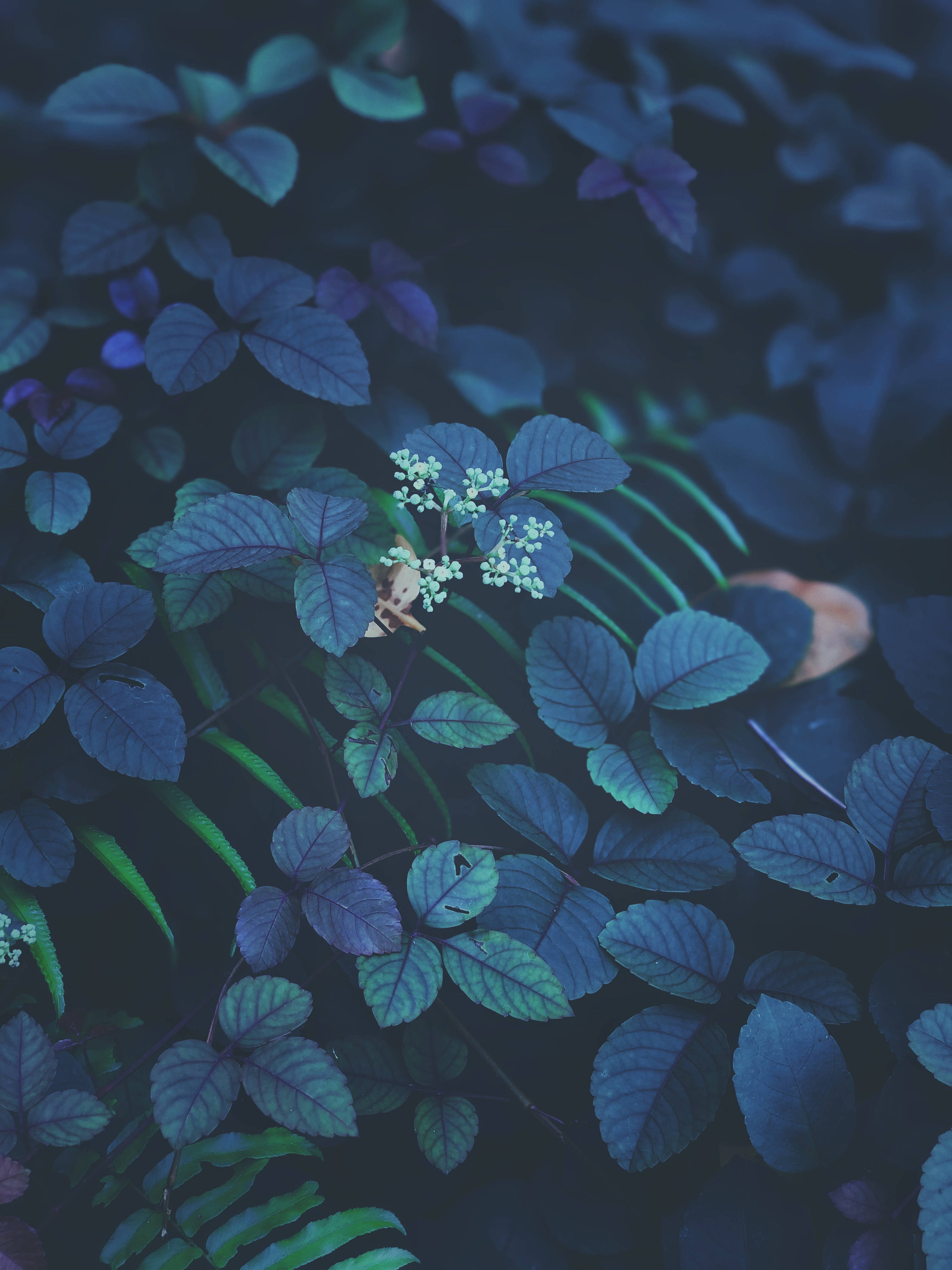 iOS 13, green and purple leaves, dark blue foliage, 4K Phone Wallpaper