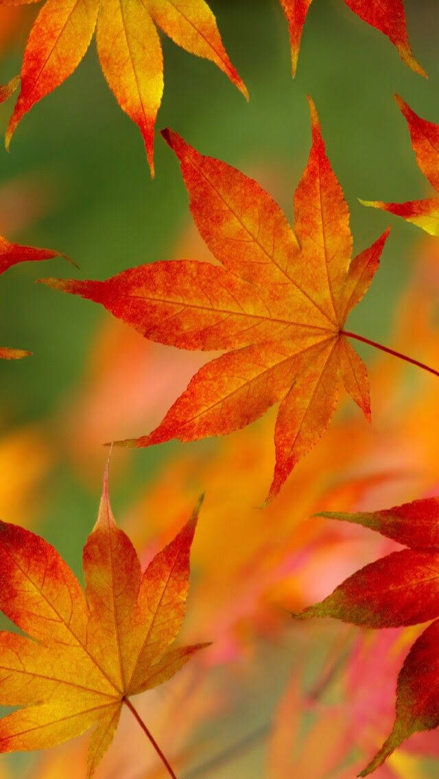 Maple Leaves, iOS 6, fiery orange, SD Phone Wallpaper