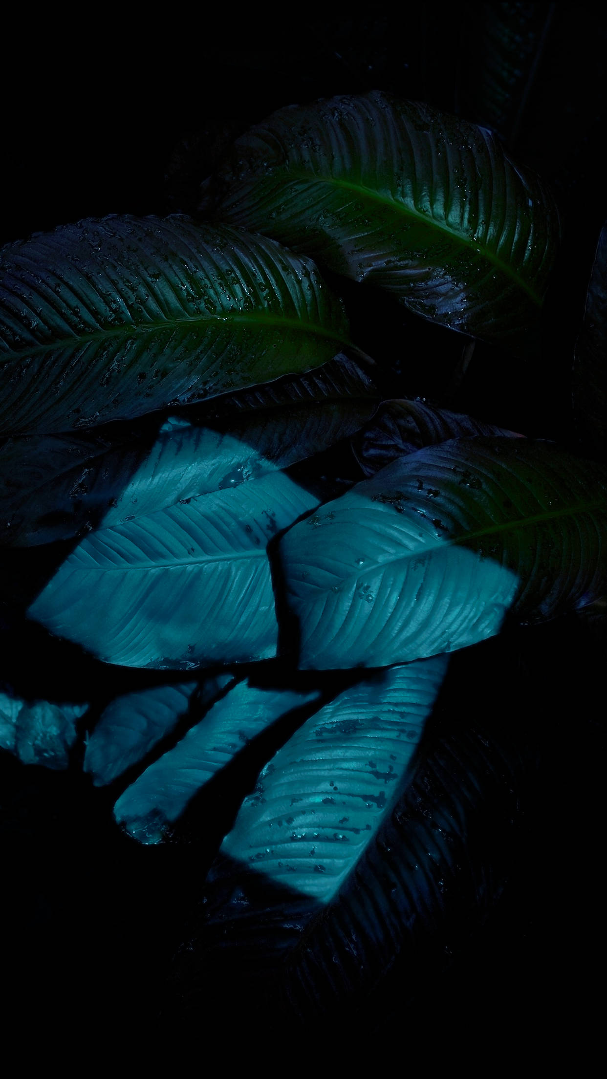 iOS 6, glossy tropical leaves, water droplets, Full HD Phone Wallpaper