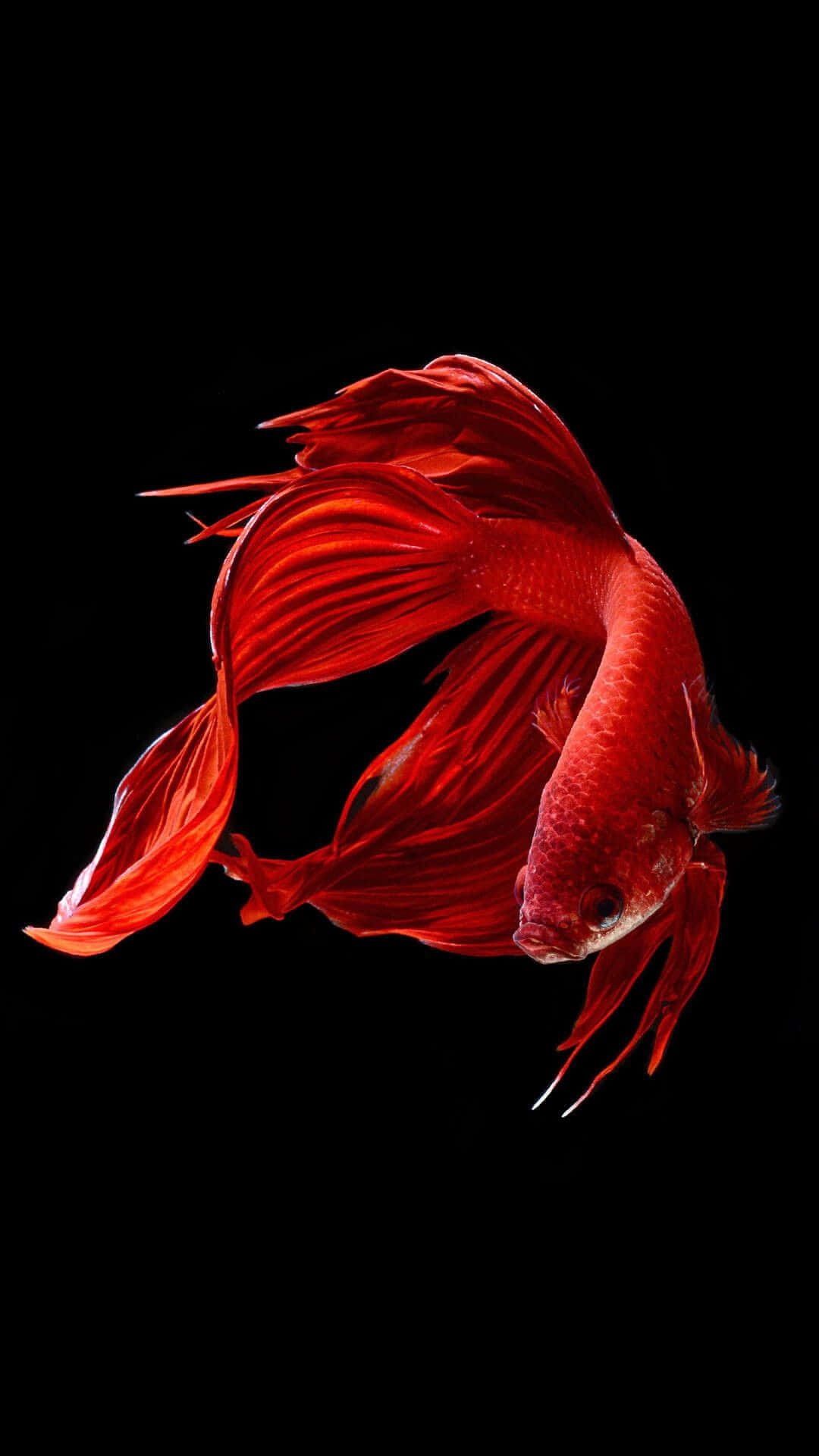 iOS 1, red betta fish, flowing fins, Full HD Phone Wallpaper