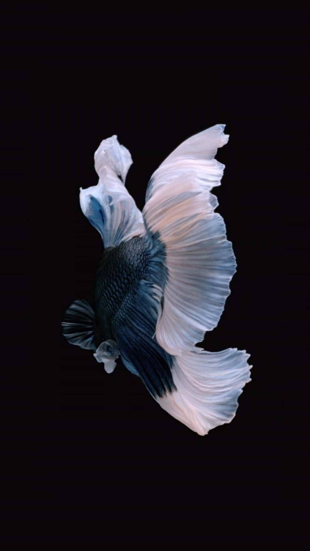 iOS 1, betta fish, blue and white fins, HD Phone Wallpaper