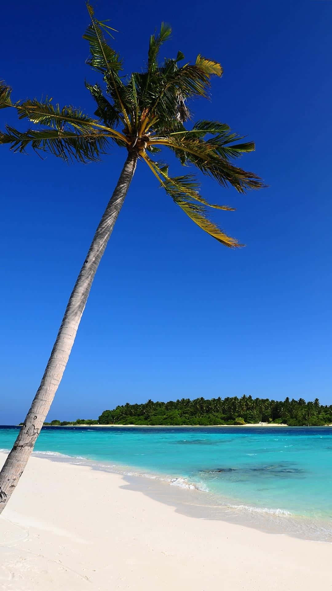 iOS Beach, palm tree, white sand, Full HD Phone Wallpaper