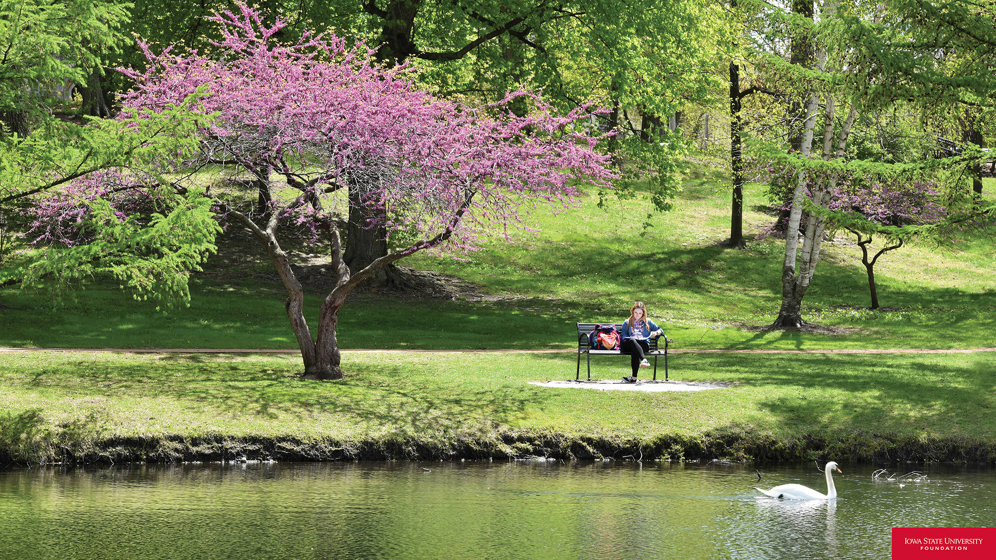 Iowa State University, cherry blossom, pink flowering tree, Full HD Desktop Wallpaper