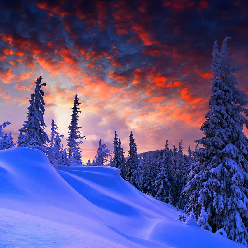 iPad 2, fiery red and orange sunset, snowy pine trees, SD Desktop Wallpaper