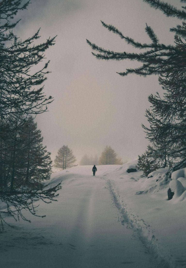 iPad 2021, snow-covered path, dark pine trees, SD Phone Wallpaper