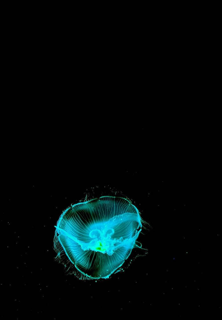 iPad 2021, neon cyan, jellyfish, SD Phone Wallpaper