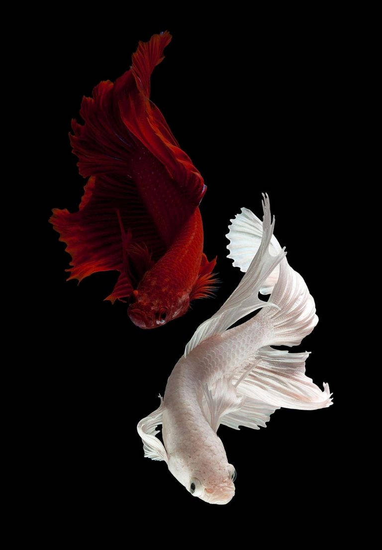 iPad 2021, red white betta fish, black background, SD Phone Wallpaper