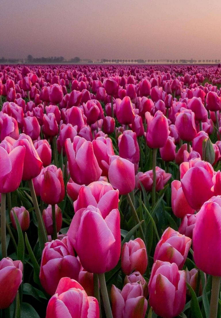 iPad 2021, pink tulip garden, vibrant pink tulips, SD Phone Wallpaper