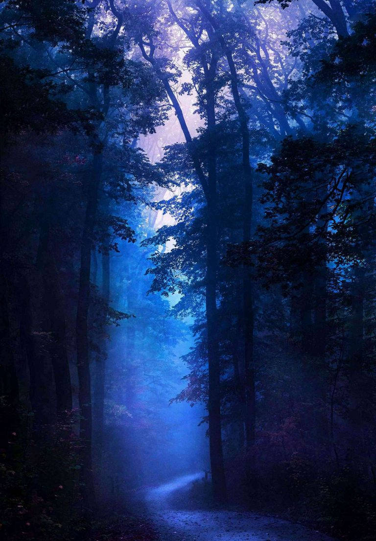 iPad 2021, dark blue, forest, SD Phone Wallpaper