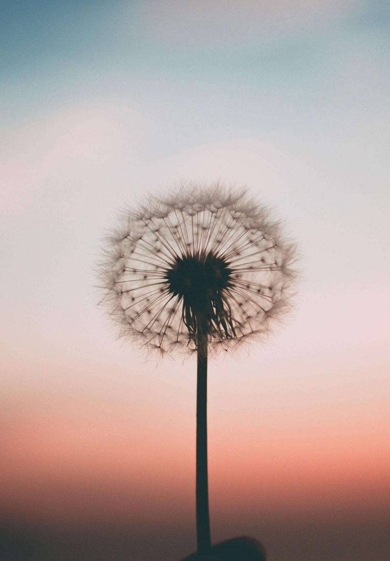 iPad 2021, dandelion seed head, soft pink and blue twilight sky, SD Phone Wallpaper