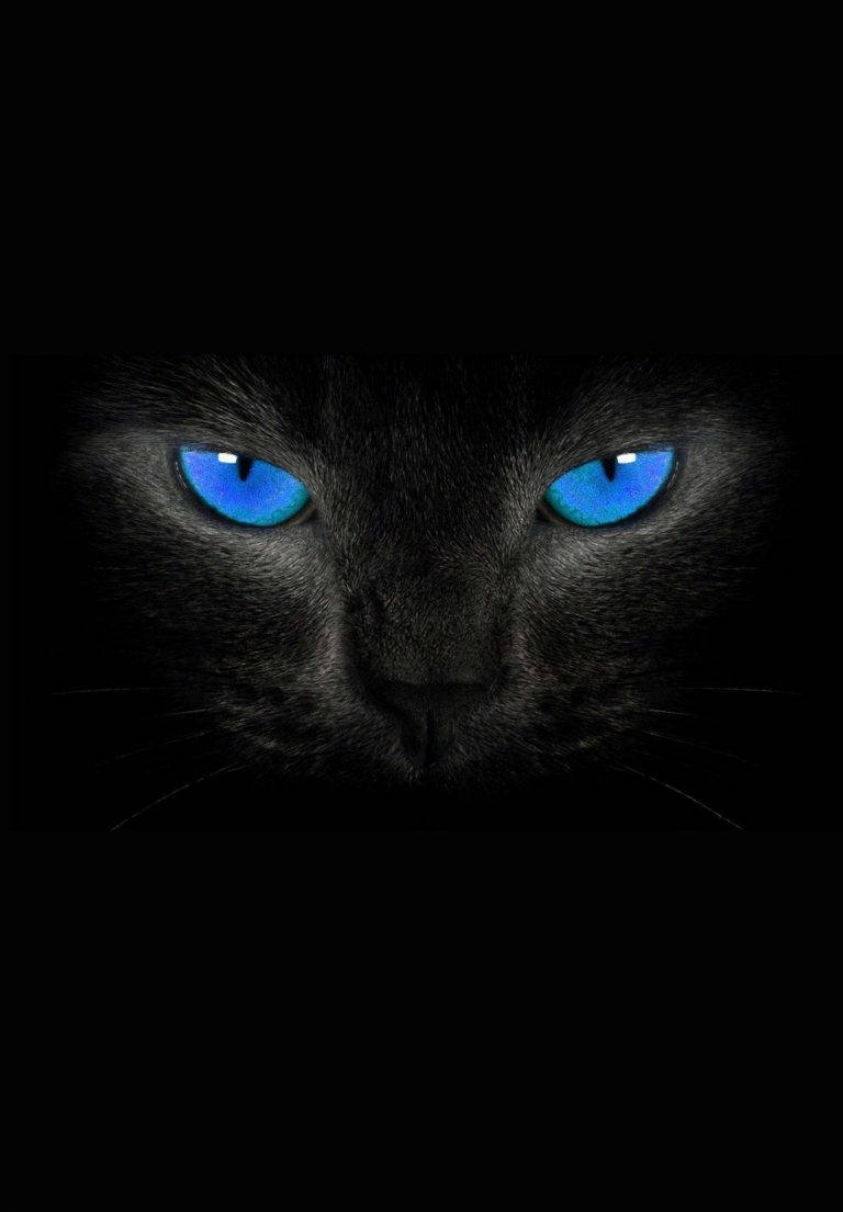 iPad 2021, black cat, glowing blue eyes, SD Phone Wallpaper