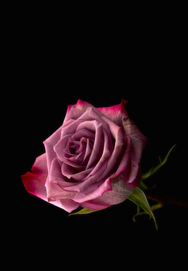 iPad 2021, pink rose, deep purple rose, SD Phone Wallpaper