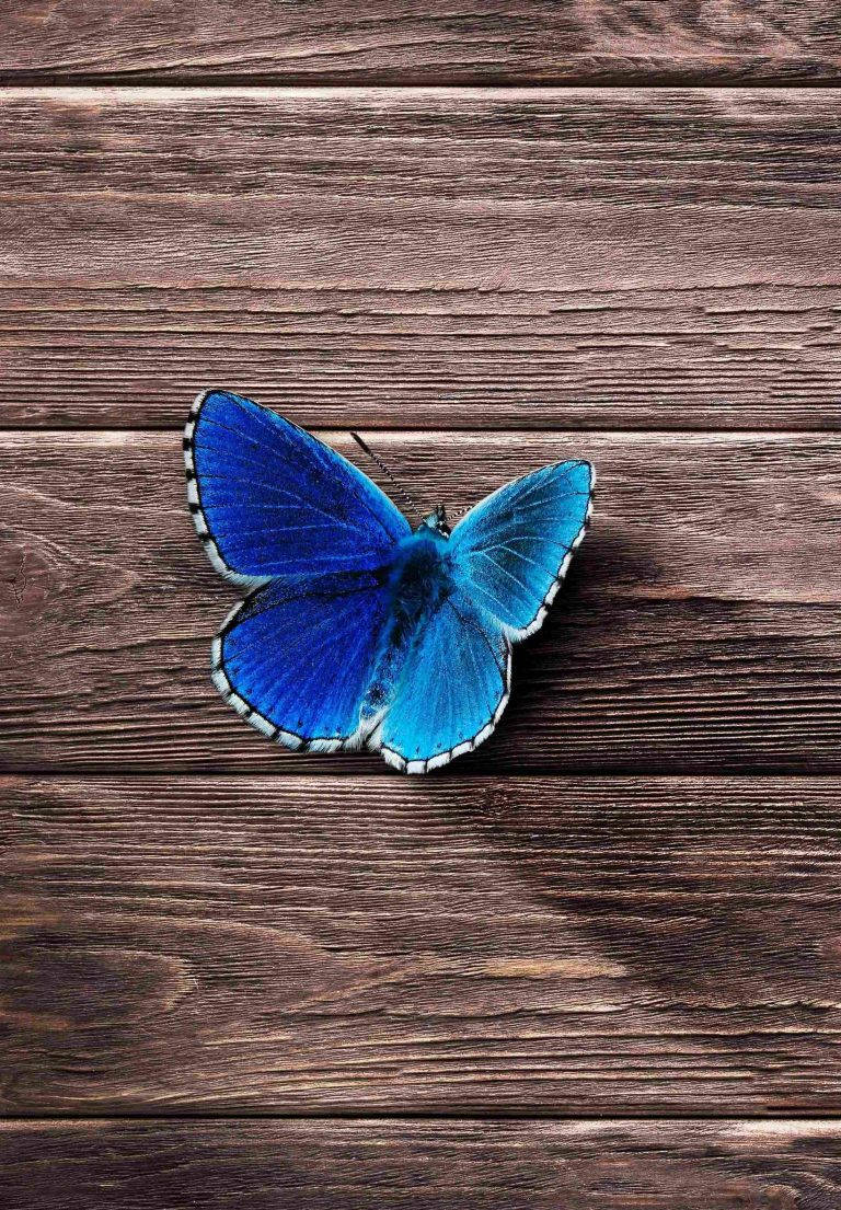 iPad 2021, blue butterfly, white-edged wings, SD Phone Wallpaper